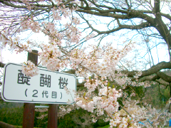二代目醍醐桜